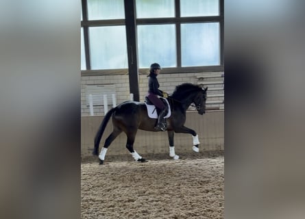 Oldenburg, Gelding, 5 years, 17 hh, Bay-Dark