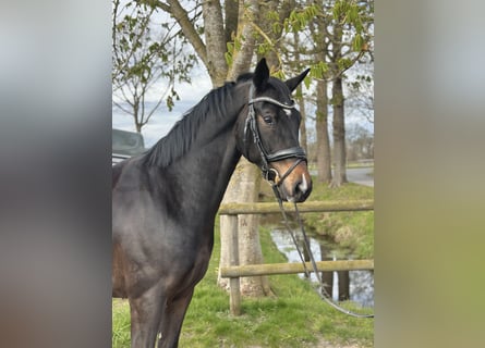 Oldenburg, Gelding, 5 years, 17 hh, Bay-Dark