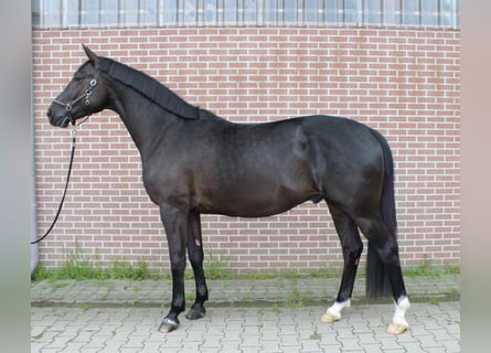Oldenburg, Gelding, 5 years, 17 hh, Black