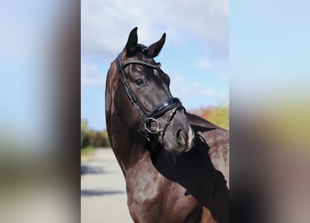 Oldenburg, Gelding, 5 years, 17 hh, Black