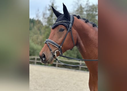 Oldenburg, Gelding, 5 years, 17 hh, Brown