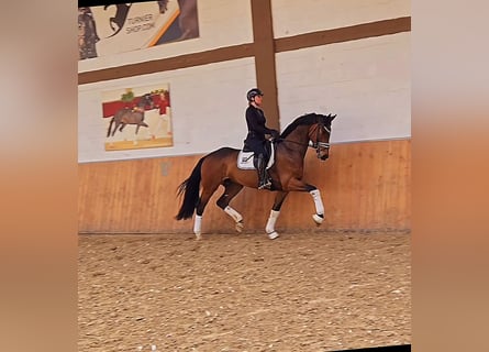 Oldenburg, Gelding, 5 years, 17 hh, Brown