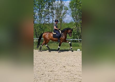 Oldenburg, Gelding, 5 years, 17 hh, Brown