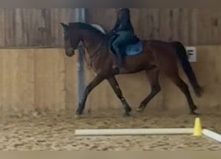 Oldenburg, Gelding, 5 years, 17 hh, Brown