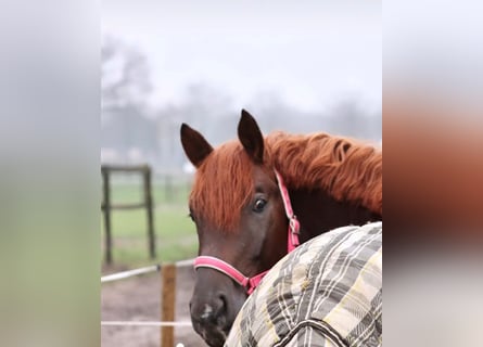 Oldenburg, Gelding, 5 years, 17 hh, Chestnut