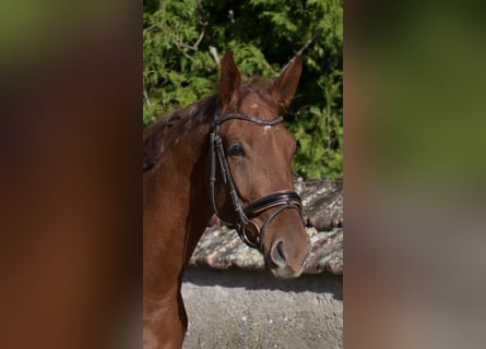 Oldenburg, Gelding, 5 years, 17 hh, Chestnut-Red