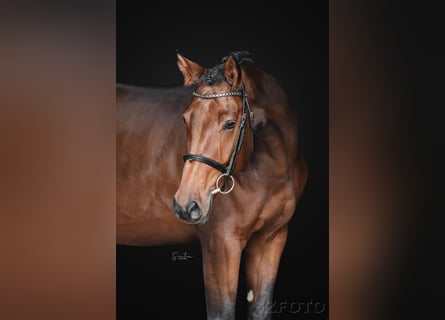 Oldenburg, Gelding, 5 years, 17 hh
