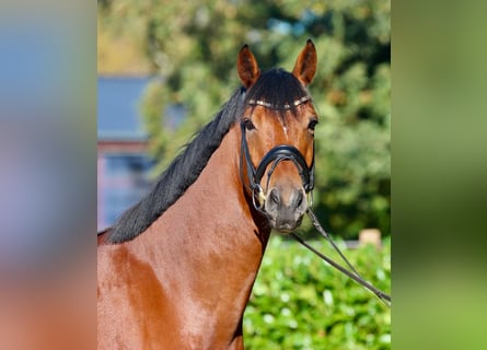 Oldenburg, Gelding, 5 years, 17,1 hh, Brown