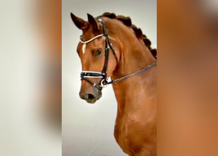 Oldenburg, Gelding, 5 years, 17,1 hh, Chestnut-Red