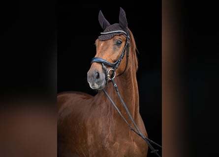 Oldenburg, Gelding, 5 years, Chestnut-Red