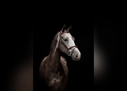 Oldenburg, Gelding, 5 years, Grey