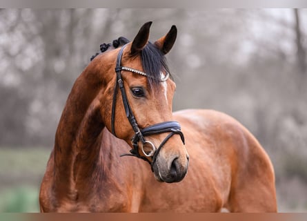 Oldenburg, Gelding, 6 years, 15.2 hh, Brown