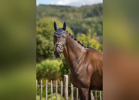 Oldenburg, Gelding, 6 years, 16.1 hh, Black