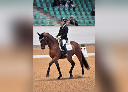 Oldenburg, Gelding, 6 years, 16.1 hh, Brown