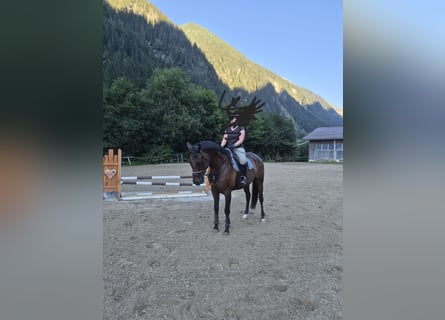 Oldenburg, Gelding, 6 years, 16.1 hh, Brown