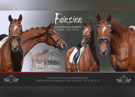 Oldenburg, Gelding, 6 years, 16.1 hh, Chestnut-Red