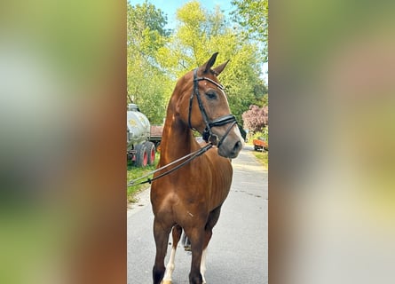 Oldenburg, Gelding, 6 years, 16.1 hh, Chestnut-Red