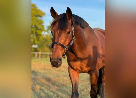 Oldenburg, Gelding, 6 years, 16.2 hh, Bay-Dark