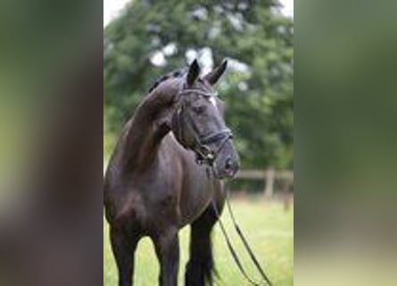 Oldenburg, Gelding, 6 years, 16,2 hh, Black