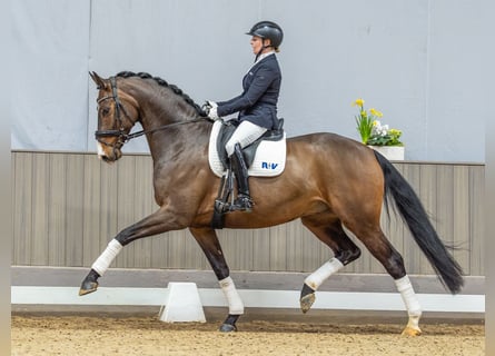 Oldenburg, Gelding, 6 years, 16.2 hh, Brown