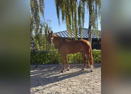 Oldenburg, Gelding, 6 years, 16.2 hh, Chestnut