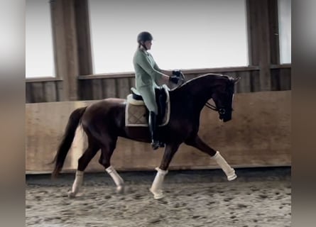 Oldenburg, Gelding, 6 years, 16,2 hh, Chestnut