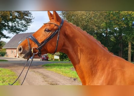 Oldenburg, Gelding, 6 years, 16,2 hh, Chestnut-Red