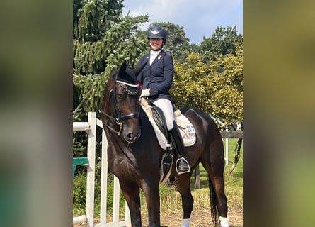 Oldenburg, Gelding, 6 years, 16.3 hh, Bay-Dark