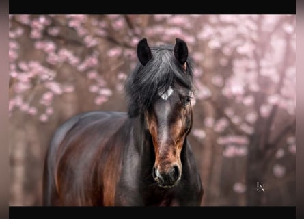 Oldenburg, Gelding, 6 years, 16.3 hh, Brown