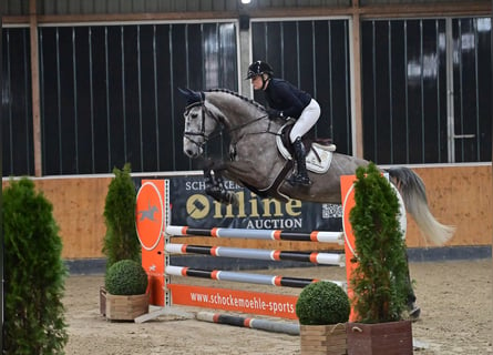 Oldenburg, Gelding, 6 years, 16,3 hh, Gray