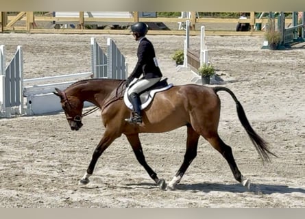 Oldenburg, Gelding, 6 years, 16 hh, Bay