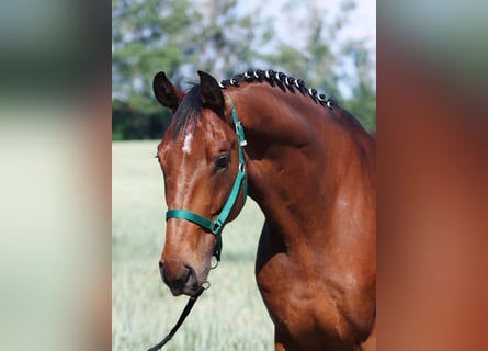 Oldenburg, Gelding, 6 years, 16,2 hh, Brown