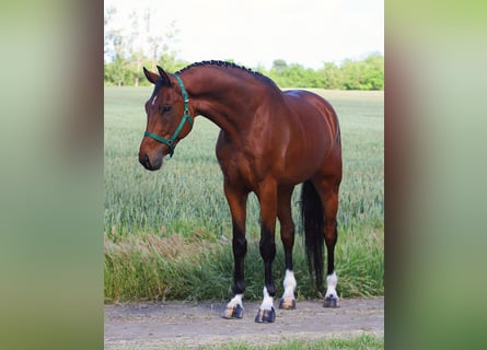 Oldenburg, Gelding, 6 years, 16,2 hh, Brown