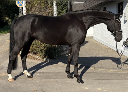 Oldenburg, Gelding, 6 years, 16,3 hh, Black