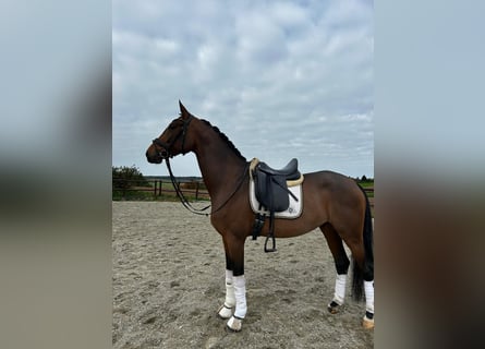 Oldenburg, Gelding, 6 years, 16,3 hh, Brown