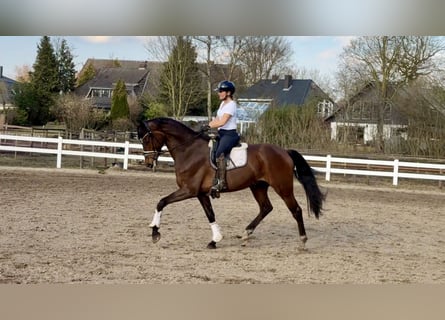 Oldenburg, Gelding, 6 years, 16,3 hh, Brown