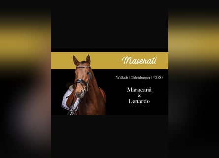 Oldenburg, Gelding, 6 years, 16,3 hh, Brown