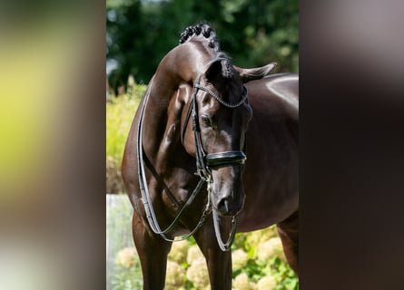 Oldenburg, Gelding, 6 years, 17,1 hh, Black