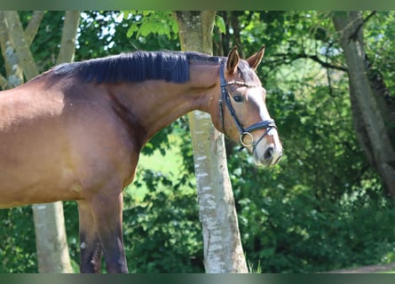 Oldenburg, Gelding, 6 years, 17.1 hh, Brown