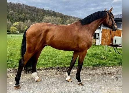 Oldenburg, Gelding, 6 years, 17,1 hh, Brown