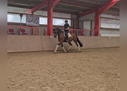 Oldenburger, Wallach, 6 Jahre, 17,1 hh, Brauner