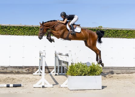 Oldenburg, Gelding, 6 years, 17.1 hh, Brown