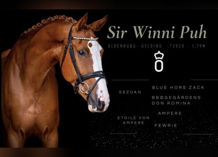 Oldenburg, Gelding, 6 years, 17.2 hh, Chestnut-Red