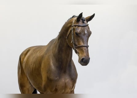 Oldenburg, Gelding, 6 years, 17 hh, Bay-Dark