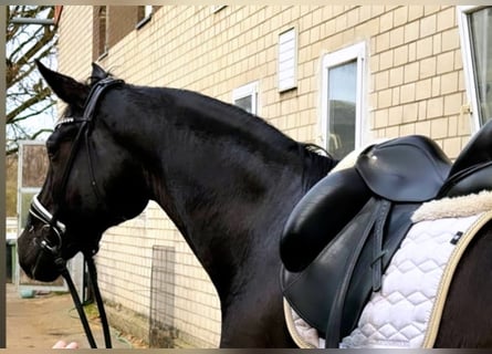 Oldenburg, Gelding, 6 years, 17 hh, Black