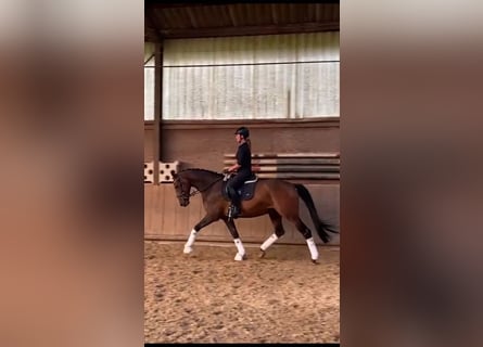 Oldenburg, Gelding, 6 years, 17 hh, Brown