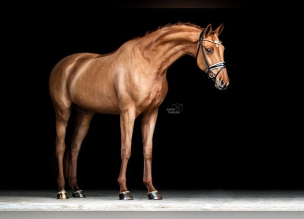 Oldenburg, Gelding, 6 years, 17 hh, Chestnut-Red