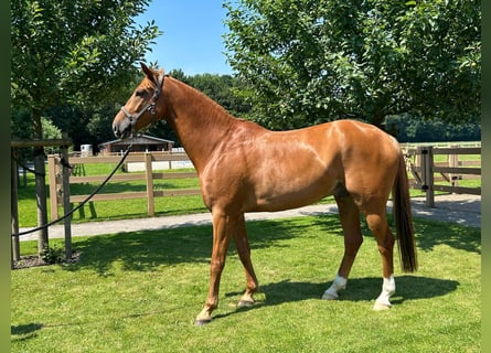 Oldenburg, Gelding, 6 years, 17 hh, Chestnut-Red