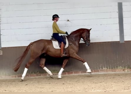 Oldenburg, Gelding, 6 years, 17,1 hh, Chestnut