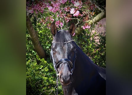 Oldenburg, Gelding, 6 years, 17,1 hh, Smoky-Black